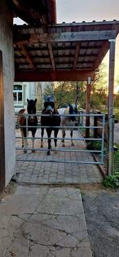 Blick zu den Pferden - 