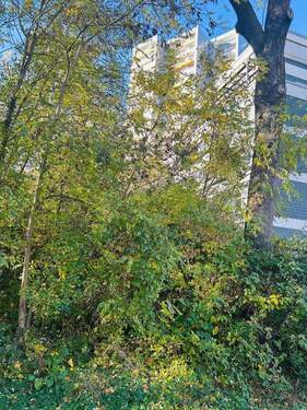 Bild 1 - Über den Dächern von Bad Homburg ETW 3 Zimmer