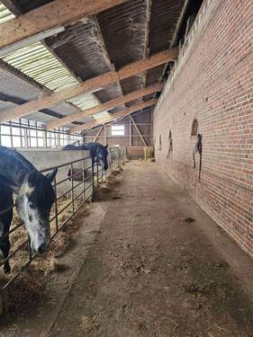 Übergroße Pferdeboxen - 