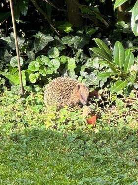 Gartenbesucher - 5 Zimmer Reihenendhaus zum Kaufen in München