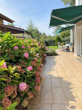 Hortensien im Garten - 