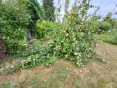 5. Grundstücksansichten (2) - 