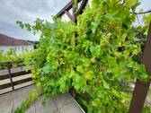 3. Traubenernte - 