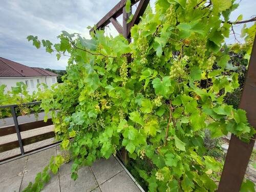 3. Traubenernte - 