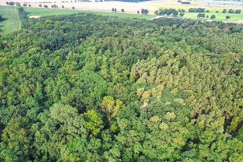 Vogelperspektive Wald - Grundstück in Steinhöfel zum Kaufen
