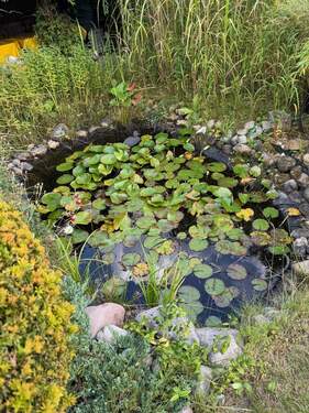 Teich - 