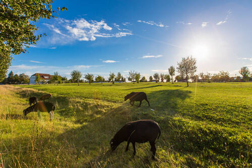 Neddesitz Umgebung - 