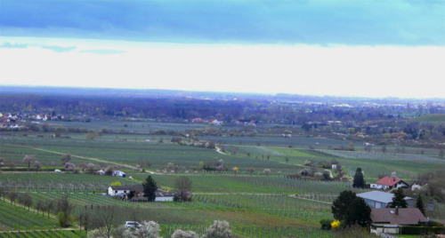 Weitblick in die Rheinebene - 