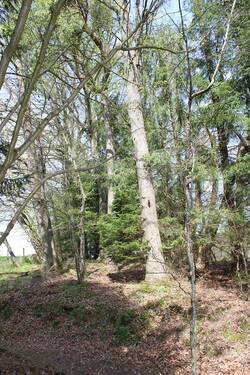 Waldgrundstück.JPG - 