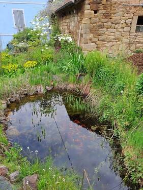 Gartenteich - 