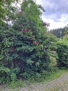 Hof Eingang zum Garten - 