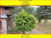 Baumbestand - 