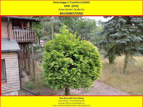 Baumbestand - 