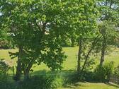 Blick in den Garten - 
