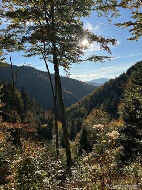 Aussicht - 8 Zimmer Mehrfamilienhaus, Wohnhaus zum Kaufen in Buchenbach