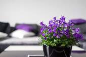 Bild 1 - INDIVIDUELL WIE SIE ! Schnuckelige 2-Zi-Whg, WF 51 m², Chiemsee & Alpen