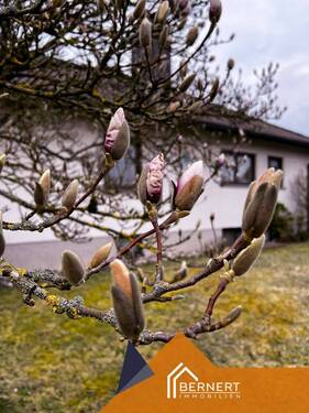 Magnolienbaum - 