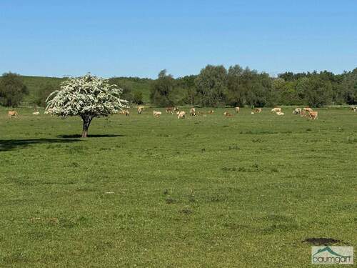 Wiesen bis zum Sonnenuntergang - 