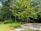 Garten (KI-opimiert) - 