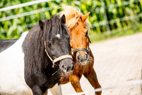 X_Pony - 