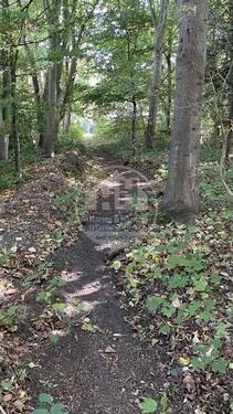 Wald - 