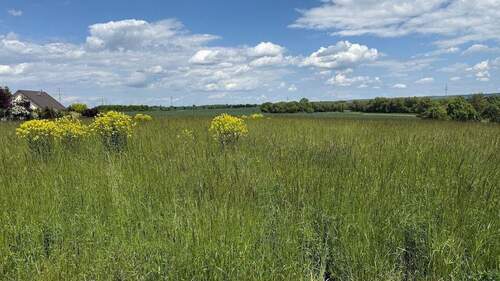 2025-05-26 12.57.46 - Grundstück zum Kaufen in Arnstadt