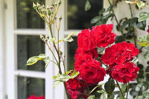 Blühende Rosen am Haus - 4 Zimmer Mehrfamilienhaus, Wohnhaus in Oevenum