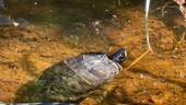 Little Turtle - Teichbewohner - 