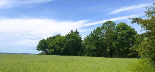 Garten mit Baumbestand in Alleinlage - Bebautes Gartengrundstück mit Blick zur Burg Schönfels in völliger Alleinlage.