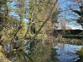 Teich - 