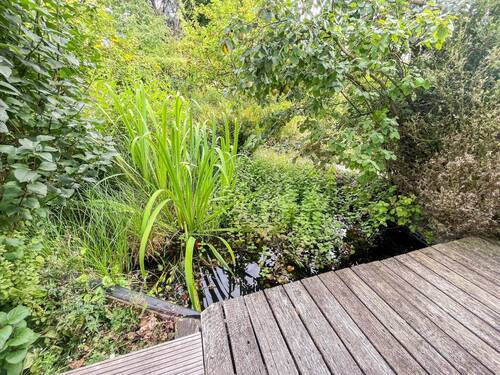 Teich - 