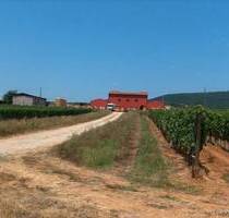 Weingut in der Toscana bei Orbetello