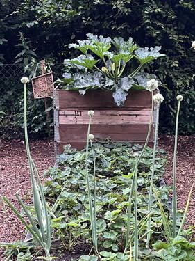 Gemüsegarten Sommer - 