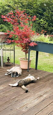 Hund Katze fühlen sich wohl - 