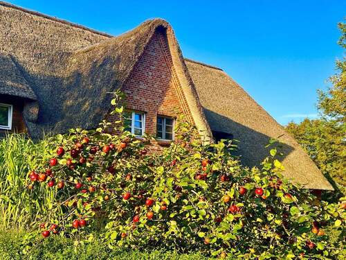 Traum unter Reet - 4 Zimmer Reihenmittelhaus zum Kaufen in Sankt Peter-Ording