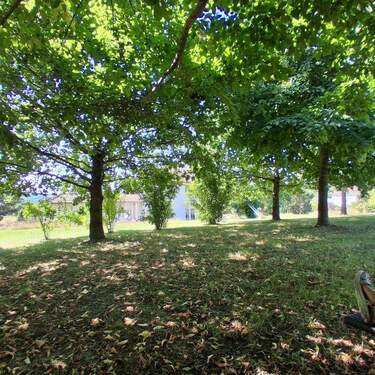 Entspannen im kühlen Wäldchen - 