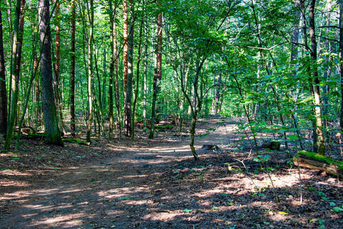Gruenewald - 