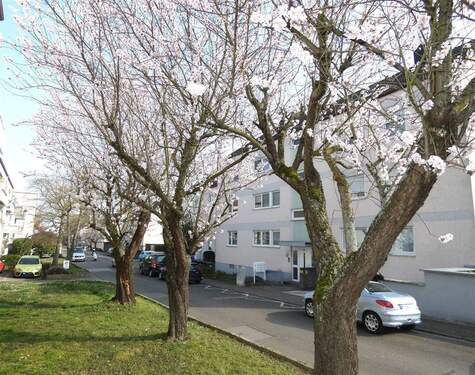 Mandelblütenallee in der Anwohnerstraße - 