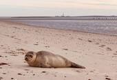 Wangerooge Strand - 