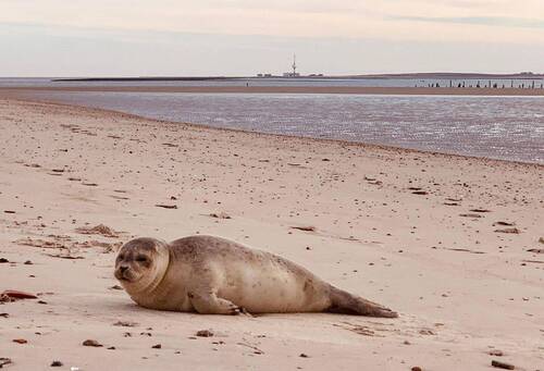 Wangerooge Strand - 