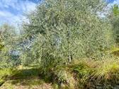 AP976_29 TERRA ITALIA IMMOBILIEN_TERRA ITALIA IMMO - 