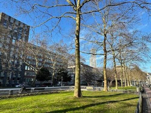 ruhige, Grünlage am Ring - 1 Zimmer Büro zur Miete in Köln
