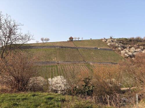 Aussicht in die Weinberge - Exklusives Wohnen in bester Lage - Lichtdurchflutete Wohnung mit Garten und Blick in die Weinberge