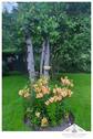 Lilien - 