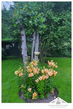 Lilien - 
