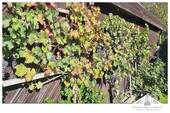 Weinernte - 