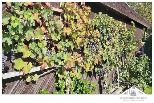 Weinernte - 
