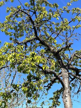 Baum im Garten - 