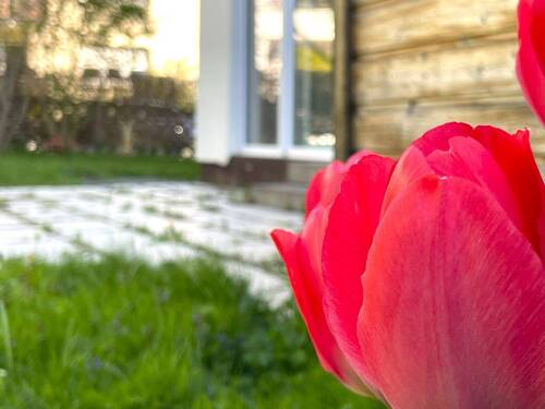 Blumen im Garten - 