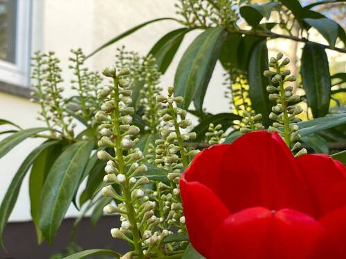 Blumen im Garten - 